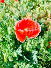 red poppy in a field