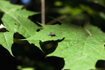 A fly perches on a green maple leaf