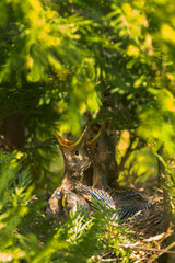 Song thrush chicks sitting in a nest on a tree.