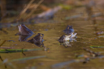 moor frog (rana arvalis)