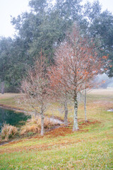Tropical tree in a foggy winter morning 
