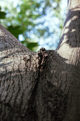 Manchurian hazelnut tree leaves. Tree trunk.