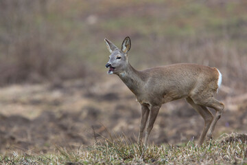 Roe deer (Capreolus capreolus)