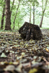 Old tree stump in autumn forest
