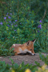  Mammals - European Red Fox (Vulpes vulpes).