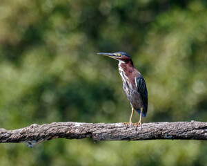 Green Heron
