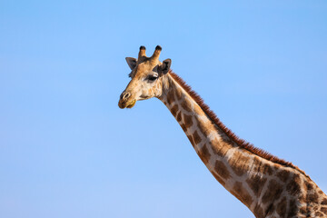 Lone giraffe in profile against a bright blue sky