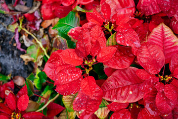 Christmas red flower turn red from green in winter	