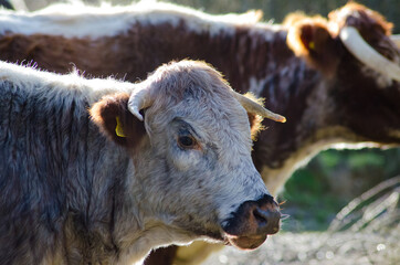 longhorn UK cattle 