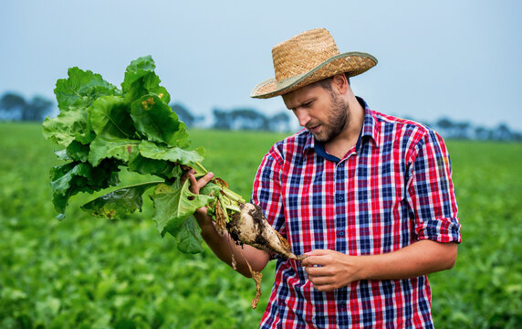 Farmer In A Sugar Beet Field. Agricultural Concept