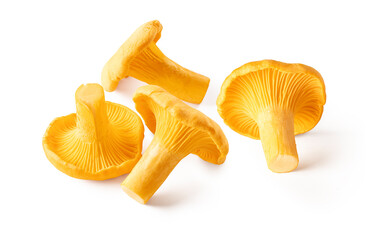 Raw fresh edible wild mushroom chanterelle isolated on white background