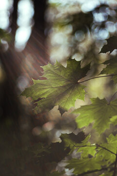 Maple leaf in sunlight in the forest