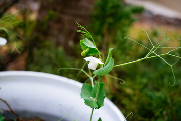 Green pea Shoot and flower in garden	