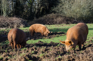 Pigs foraging 