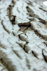 Fototapeta na wymiar close up of a bark, bark of a tree, hd texture of a bark