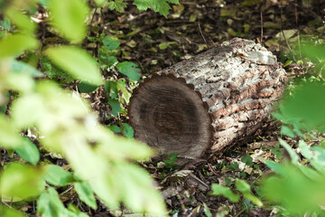 A log lying in the forest on the ground