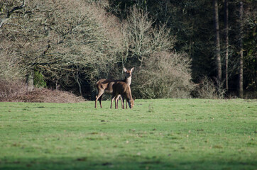 Wild deer 
