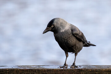 Black crow standing on wooden board with neutral background looking down in sunlight