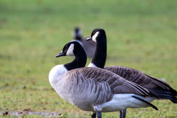 Naklejka na ściany i meble Canada geese standing on a field looking into the sunlight