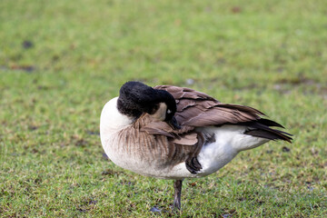 Canada goose cleaning itself and standing on one leg on a green field