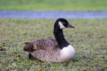 Canada goose lying down resting in a park in Sweden