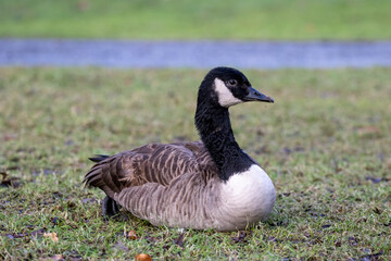 Canada goose lying down resting in a park in Sweden