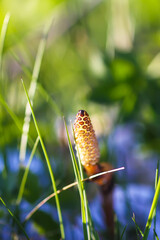 Horsetail plant or Equisetum herb growing in forest