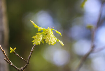 Young oak branch in early spring in forest.