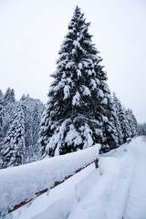 Snow-covered Christmas tree by the road. Winter cold day in the forest.