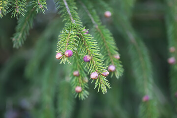 Fir tree branches with a young soft cones in April. Seasonal nature details.