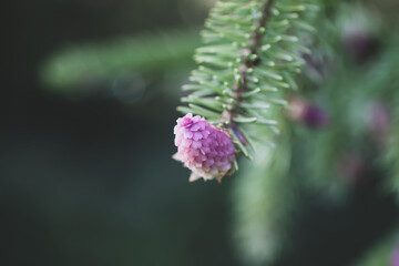 Fir tree branches with a young soft cones in April. Seasonal nature details.