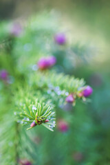 Fir tree branches with a young soft cones in April. Seasonal nature details.