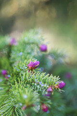 Fir tree branches with a young soft cones in April. Seasonal nature details.