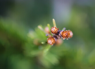Fir tree branches with a young soft cones in April. Seasonal nature details.