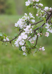 Flowering branch of apple-tree with white flowers