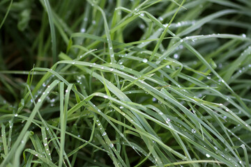 Green wet grass with water drops in early morning