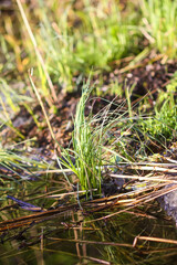Green grass in sunlight