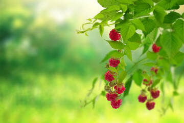 Raspberries ripen on a bush in the garden. Eco food without chemicals and additives. red raspberries in nature.