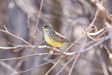 枝にとまるアオジ