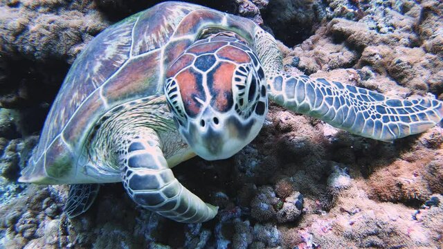 Large Maldivian turtles in the amazing underwater world of the sea swim close-up in front of the camera.