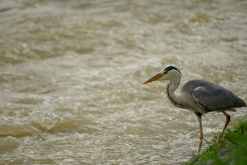 増水した河川と川岸に佇むアオサギ