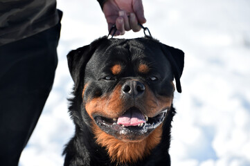 cabeza de un enorme rottweiler