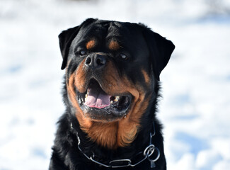 a serious rottweiler dog in the snow