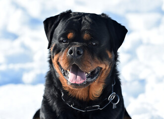 a serious rottweiler dog in the snow