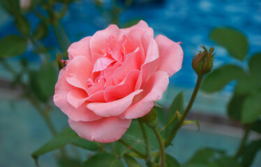 Fototapete bei efototapeten.de bestellen   