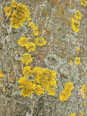 tree, nature, yellow, flower, bark, plant, spring, texture, flowers, green, lichen, moss, wood, flora, autumn, forest, garden, natural, pattern, abstract, leaf, fall, leaves, nature, moss, nature, for