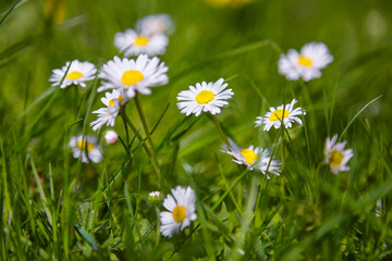 Beautiful daisies in the meadow, close-up.