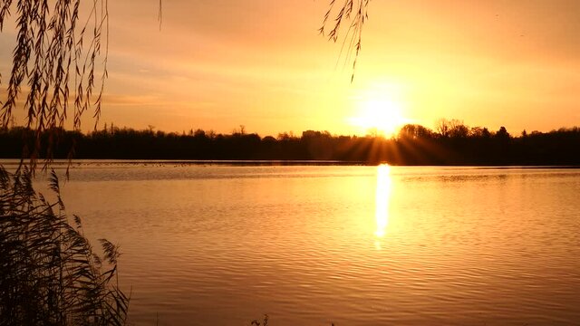 Swan crossing in front of the camera on a lake. Majestic sunset with golden reflections on the water. Romantic and idyllic landscape. Clear sky.