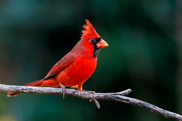 Tuinposter Northern Cardinal © Buddy Woods