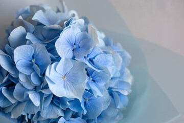 Bouquet of blue hydrangea on a gray wall background